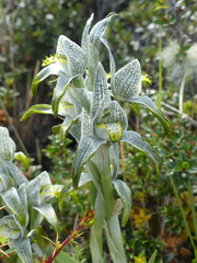 Chloraea magellanica