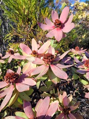 Leucadendron tinctum