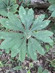 Podophyllum