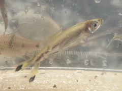 Rasbora trilineata