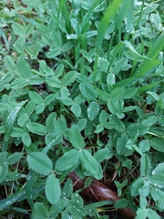 Trifolium
