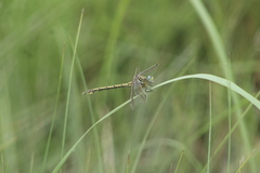 Ceratogomphus pictus