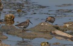 Calidris alpina