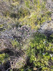 Indigofera brachystachya