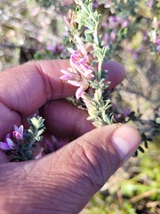Indigofera brachystachya