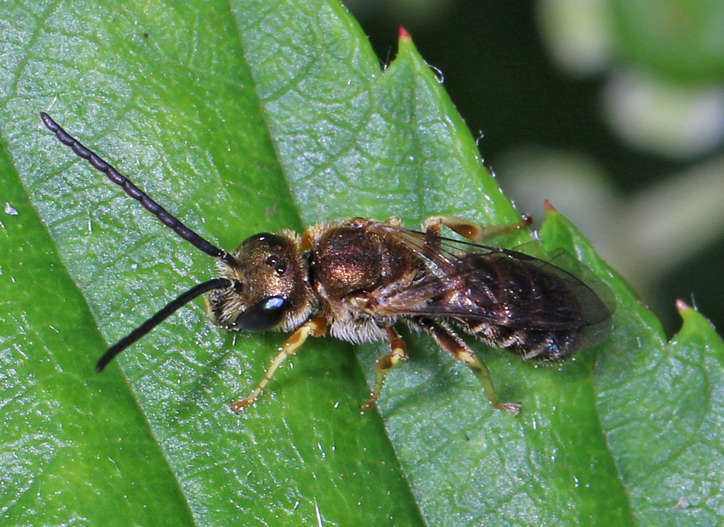Southern Bronze Furrow Bee