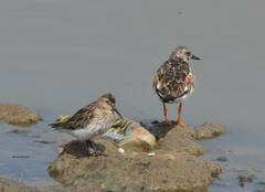 Calidris alpina