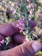 Indigofera brachystachya