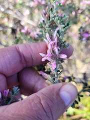 Indigofera brachystachya
