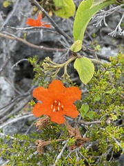 Cordia sebestena