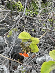 Cordia sebestena