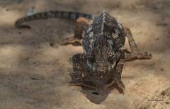 Chamaeleo chamaeleon