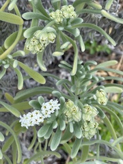 Tournefortia gnaphalodes