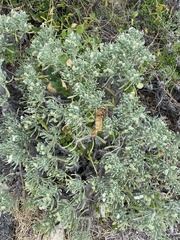 Tournefortia gnaphalodes