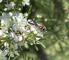 Euryglossa ephippiata