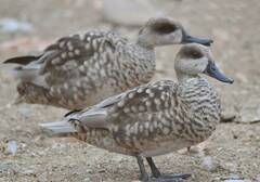 Marmaronetta angustirostris