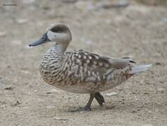 Marmaronetta angustirostris