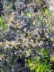 Amphithalea speciosa