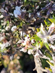 Amphithalea speciosa