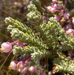 Erica verecunda