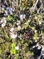 Amphithalea speciosa