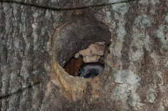 Dendrocopos major