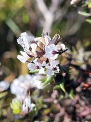 Amphithalea speciosa