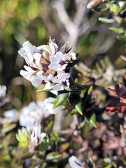 Amphithalea speciosa