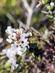 Amphithalea speciosa