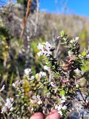 Amphithalea speciosa