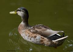 Anas platyrhynchos domesticus