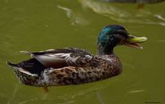 Anas platyrhynchos domesticus