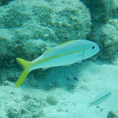 Mulloidichthys martinicus