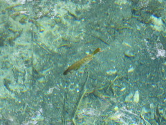 Lepomis macrochirus purpurascens