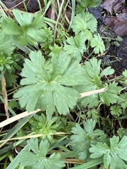 Geranium pusillum