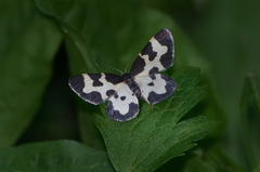 Lomaspilis opis nigrita