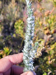 Aspalathus caledonensis