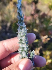 Aspalathus caledonensis