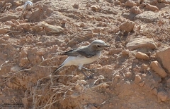 Oenanthe lugens halophila