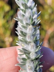 Aspalathus caledonensis