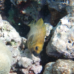 Microspathodon chrysurus