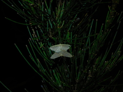 Idaea philocosma
