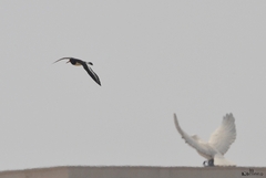 Haematopus ostralegus
