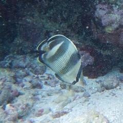 Chaetodon striatus
