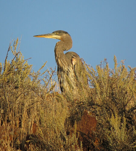 Great Blue Heron photographed in Idaho