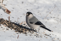 Pyrrhula pyrrhula cineracea
