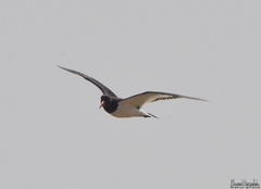 Haematopus ostralegus
