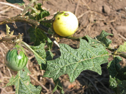 Solanum umtuma Voronts. & S.Knapp