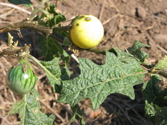 Solanum umtuma