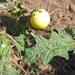 Solanum umtuma - Photo (c) Errol Douwes, osa oikeuksista pidätetään (CC BY-NC), lähettänyt Errol Douwes
